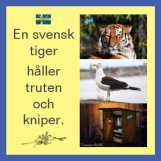 promo-zazzle-svensk-tiger